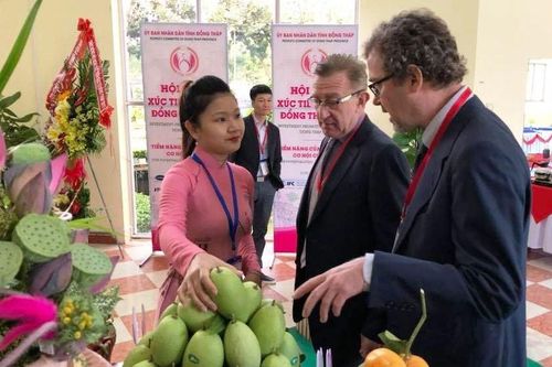 Các doanh nhân Đồng Tháp tiên phong trên mặt trận kinh tế