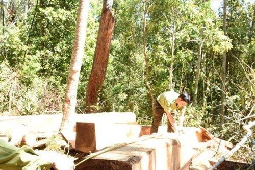 Phú Yên: Lâm tặc bỏ lại gỗ quý tháo chạy thoát thân