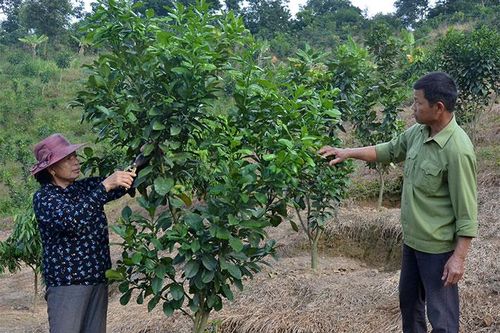 Phát triển cây ăn quả cần đảm bảo hiệu quả