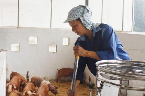 Thịt lợn tăng giá cao nhất lên 140 nghìn đồng/kg