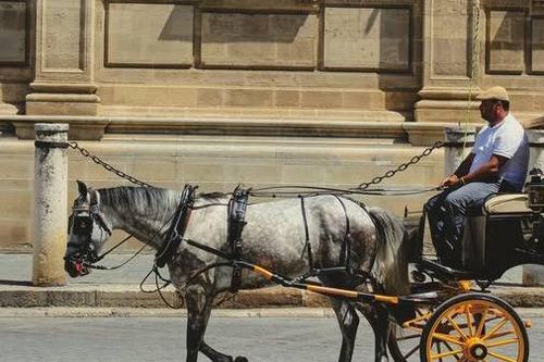 Kiến nghị cấm xe du lịch ở Rome sau khi ngựa ngã gục trên đường phố