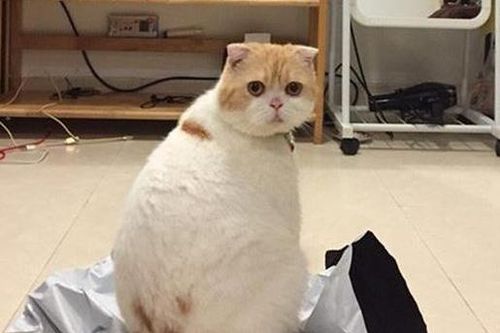 Đâu cần hỏi 'Anh mua mèo ở đâu thế?', vẫn tìm được thú cưng