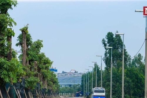 Gần 100 cây hoa sữa di chuyển lên bãi rác Nam Sơn giờ ra sao?