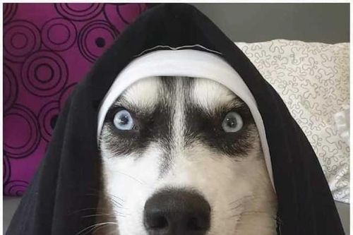 'Té ngửa' với diện mạo của những chú chó trong ngày Halloween