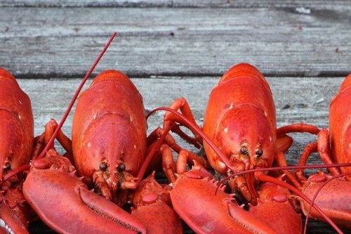 Giải mã bí ẩn: Tại sao khi nấu chín tôm hùm biến màu từ xanh sang đỏ?