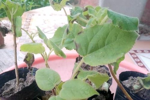 Không trồng cây Tếch lai khi chưa có đánh giá khảo nghiệm