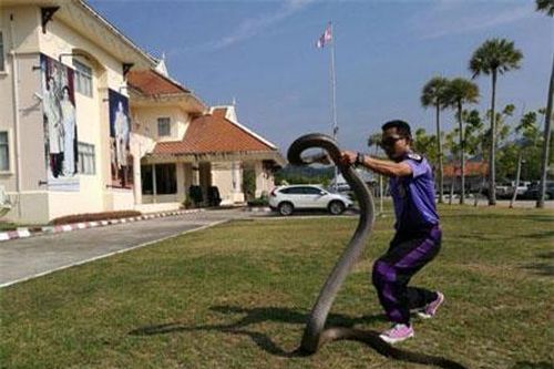 Xem 'cao thủ' bắt rắn hổ mang chúa 20kg bằng tay không