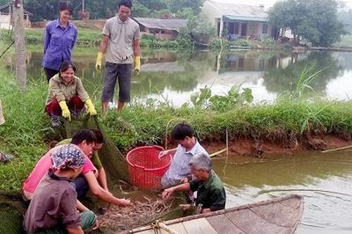 Cẩm Khê: Tập trung phát triển thủy sản giá trị cao