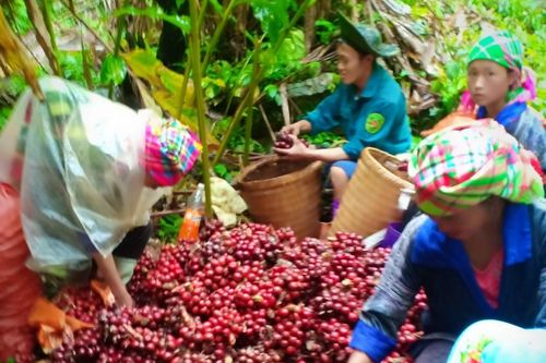Chế Tạo xóa nghèo từ cây thảo quả