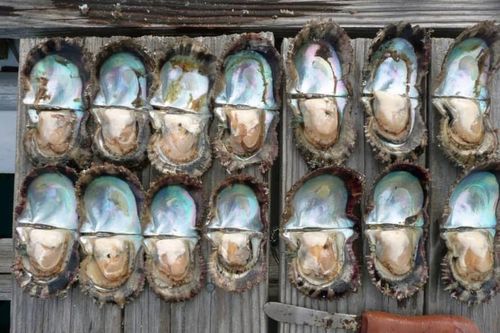 20 triệu con hàu chết bí ẩn ở Nhật, ngành khai thác ngọc trai chao đảo