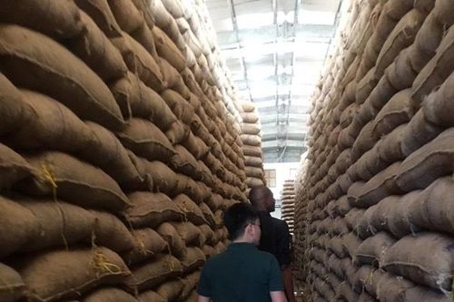Thị trường điều Việt Nam được gì khi T&T Group nhập hàng trăm ngàn tấn điều thô?
