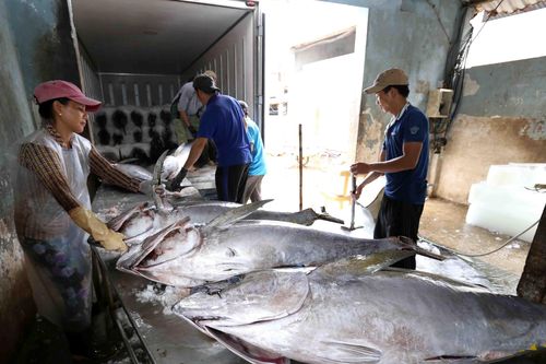 Chống khai thác IUU: Bảo vệ lợi ích lâu dài của nghề cá