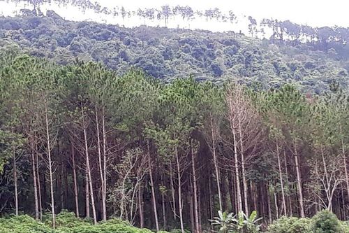 Cứu chữa rừng thông bị đầu độc