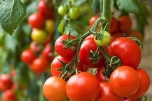 Cách bảo quản cà chua được nhiều mẹ thích thú
