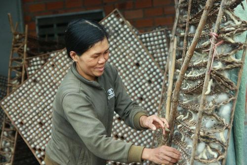 Ðồng hành cùng nông dân trồng dâu nuôi tằm