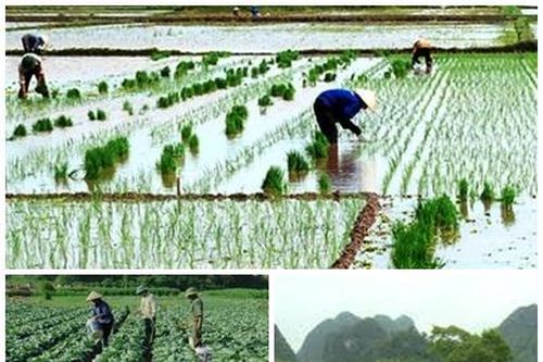 Các địa phương tập trung triển khai sản xuất vụ Đông Xuân