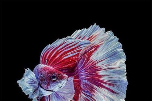 Ngắm những chú cá có bộ vây, đuôi thướt tha như váy cưới