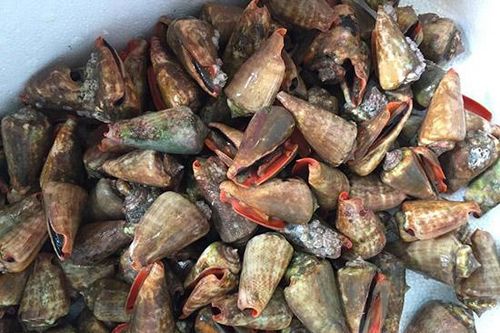 Nghiệm thu đề tài quy trình kỹ thuật sản xuất giống nhân tạo ốc nhảy