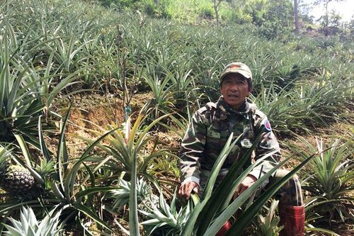 Làm giàu từ vườn xen canh trên đất D'ran