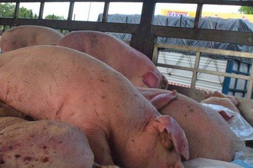 Dịch tả lợn châu Phi chưa buông tha hơn 200 xã ở Hà Nội