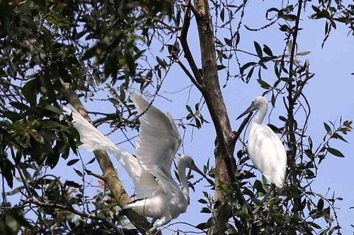 Khám phá tiềm năng du lịch sinh thái rừng tràm Trà Sư
