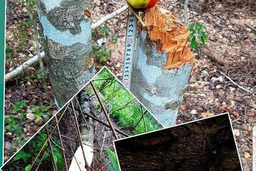 Điện lực Thừa Thiên-Huế xin lỗi người dân vì tự ý vào vườn chặt cây ăn trái
