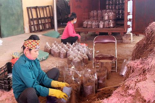 Phát triển bền vững nghề trồng nấm