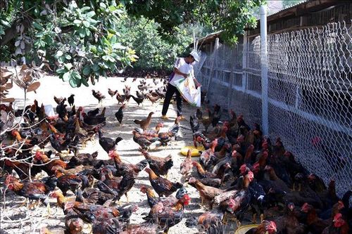 Giá gà giảm, người chăn nuôi thấp thỏm vụ Tết
