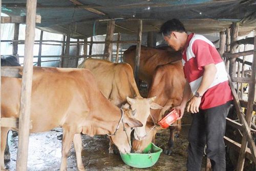 Quyết tâm thoát nghèo của vợ chồng anh Nguyễn Văn Hải