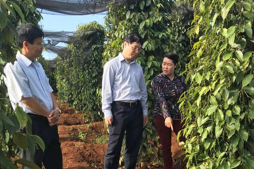 Tổng kết mô hình phục hồi vườn tiêu bị bệnh chết chậm