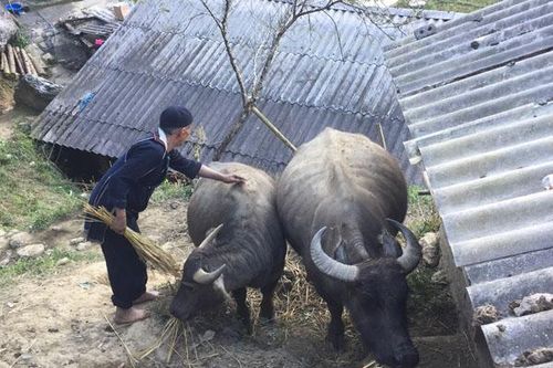 Sa Pa chủ động phòng, chống rét cho gia súc