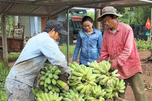 Tập huấn các quy trình quản lí nhãn hiệu tập thể chuối Hướng Hóa