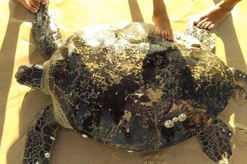 Đánh cá trên biển, hai ngư dân bắt được con rùa 'khủng' nặng hơn 1 tạ
