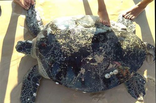 Cứu hộ cá thể rùa biển nặng hơn 100kg