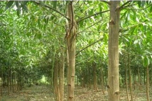 Chính trị - Xã hội Pháp luật - Cuộc sống Khai thác gỗ keo, 1 thanh niên bị cây đè tử vong