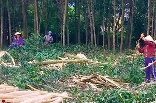 Nam thanh niên đi khai thác gỗ bị cây đè tử vong