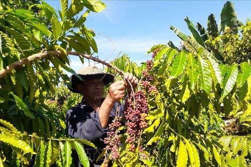 Diện tích cà phê giảm mạnh