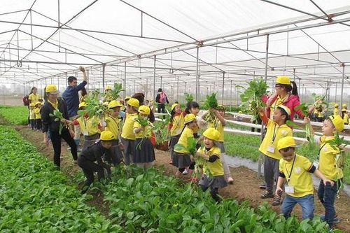 Để rau an toàn có đất sống