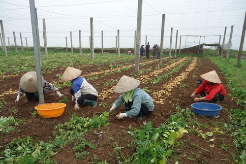 Tập huấn Chương trình mỗi xã một sản phẩm: Hiểu để làm tốt hơn