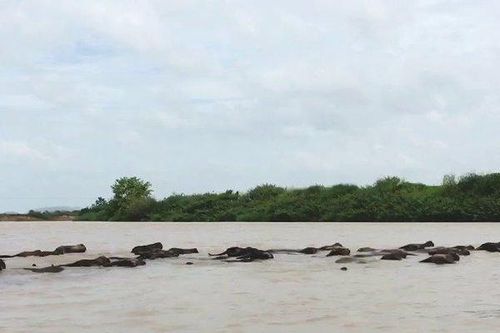 Thương tâm nam thanh niên bơi sông tìm trâu bị nước cuốn trôi