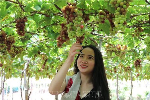 Du lịch nông nghiệp ở Ninh Thuận