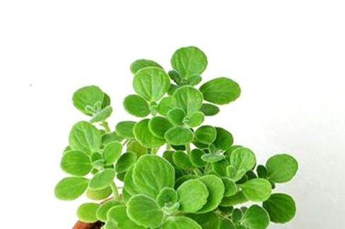 Cây để bàn làm việc hợp phong thủy cho 12 con giáp