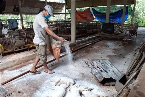 Dịch tả lợn châu Phi có dấu hiệu giảm dần