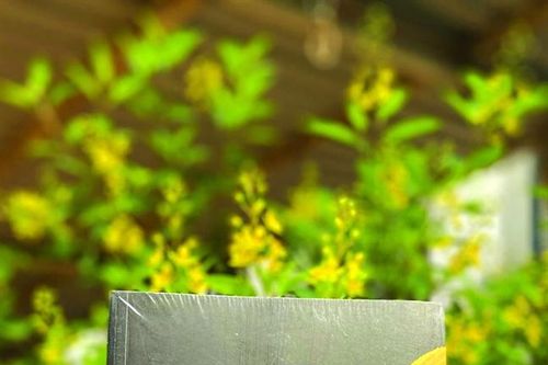 Ngọn gió qua vườn - tuyển tập thơ - truyện ngắn của nhà thơ Ý Nhi