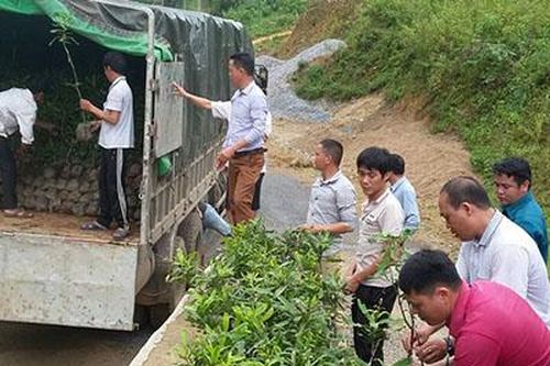 Triển vọng mô hình trồng mắc ca