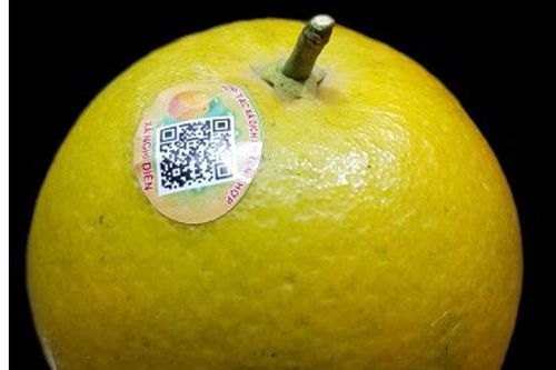 'Choáng váng ' cam Xã Đoài 100.000 đồng/quả vẫn không có mà mua
