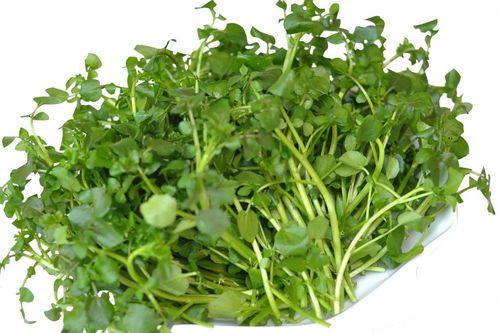 Một số thực phẩm giàu i-ốt