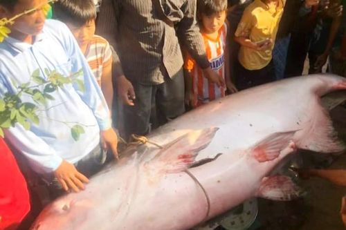Người dân An Giang bắt được cá tra dầu nặng 230 kg