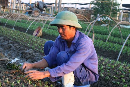 Sản xuất nông sản an toàn theo tiêu chuẩn VietGAP cho hiệu quả cao