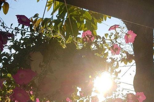 Mùa đông Huế năm nay thật lạ lùng!